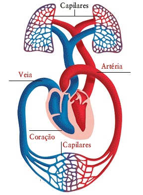 sistema circulatorio outline